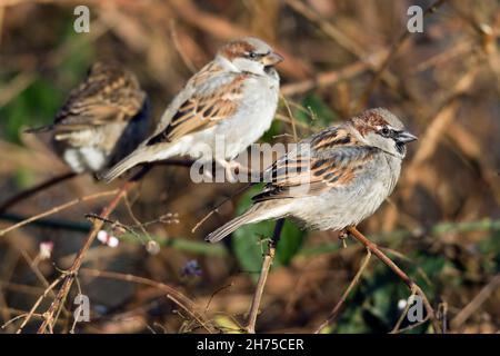 House sparrows, perched on twig, two males and a female, Lower Saxony, Germany