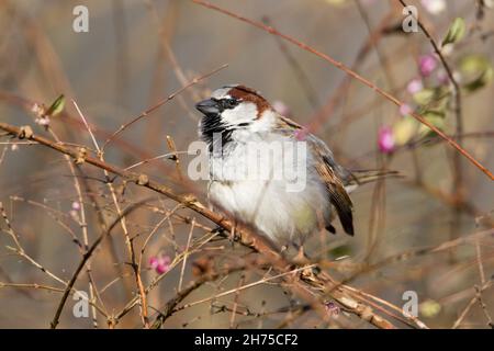 House sparrow, (Passer domesticus), male, perched on twig, calling, Lower saxony, Germany Stock Photo