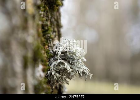 Close up of Evernia prunastri. Silver grey oakmoss. Beautiful lichens used widely in perfume industry and cosmetics as a fixative. Fungus ecosystem on Stock Photo