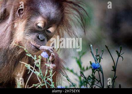 A young Orang-Utan smelling blue flowers Stock Photo