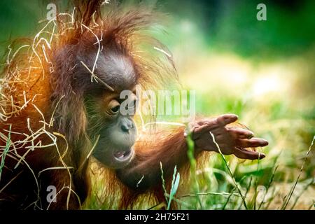 A baby Orangutan playing in the grass Stock Photo