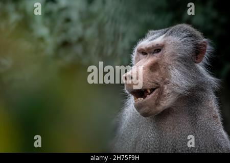 a smiling baboon looking left Stock Photo