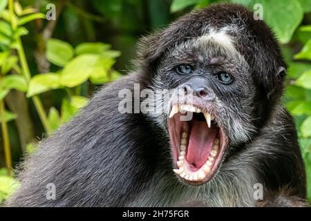 an angry spider monkey sitting in a tree Stock Photo