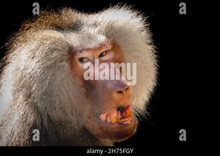 portrait of a smiling baboon on a black background Stock Photo