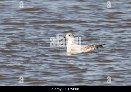 Ring billed Gull Juvenile Larus delawarensis New York USA Taking off ...