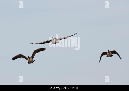 Canada Geese, Branta canadensis, in flight Stock Photo