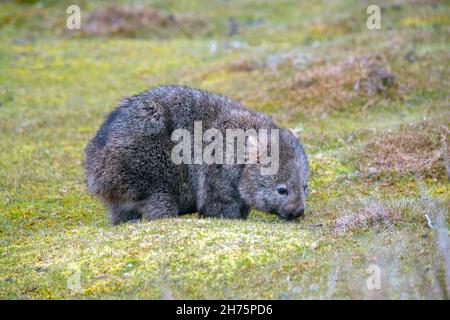 Common Wombat  Vombatus ursinus Cradle Mountain National Park, Tasmania, Australia 18 November 2019       Adult         Vombatidae Stock Photo