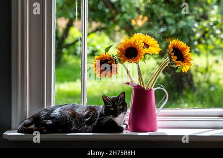 A Tuxedo Cat and Vase of Sunflowers Stock Photo