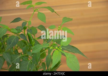 Hot pepper chili growing in pot with peppers on it macro - Concept for care - blurred wood background Stock Photo