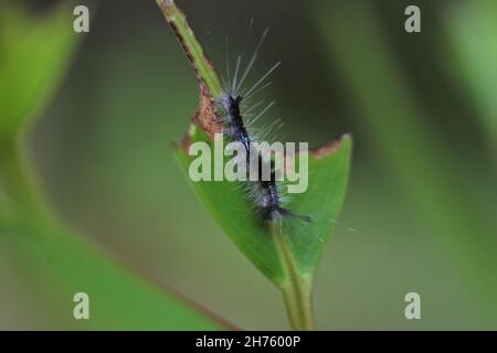 Close-up shot of a Larch tussock moth eating green leaf of a plant Stock Photo