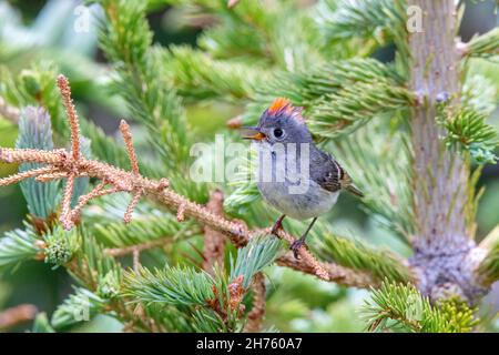 Ruby-crowned Kinglet Corthylio calendula Snowy Mountains, Wyoming, USA 25 June 2021       Adult male displaying        Regulidae Stock Photo