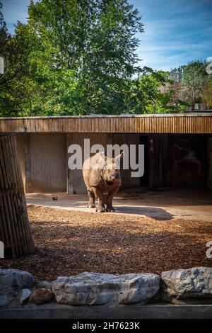 Indian rhinoceros it Madrid zoo, Spain. Picture taken – 26 September 2021. Stock Photo