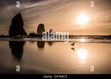 The needles waves and seagull on Cannon beach at sunset Stock Photo