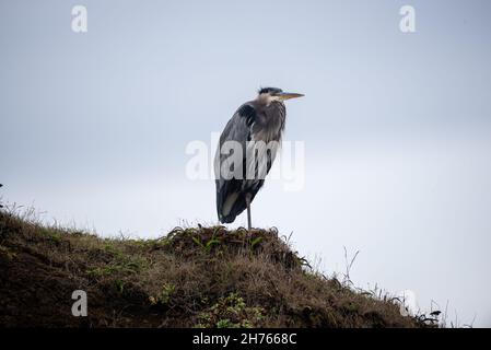 Great blue heron standing on one leg Stock Photo