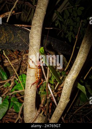 Wellington Tree Weta. Female with ovipositor. Endemic insect of New Zealand. Stock Photo