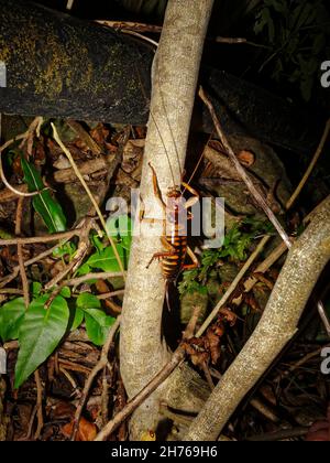 Wellington Tree Weta. Female with ovipositor. Endemic insect of New Zealand. Stock Photo