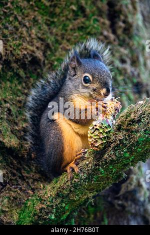 Douglas squirrel or Tamiasciurus douglasii species found on the west coast Stock Photo