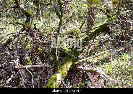 Green moss growing on a fallen tree located in a nature trail Mother Neff State Park TX Stock Photo