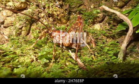 Tree Weta with very long antenna. Endemic insect of New Zealand. Brightly lit. Stock Photo