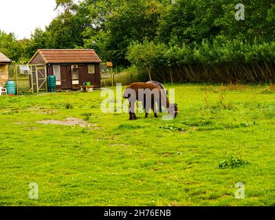 Alpacas, animals of the high Andes in South America, grazing on a farm in Burnley Lancashire Stock Photo