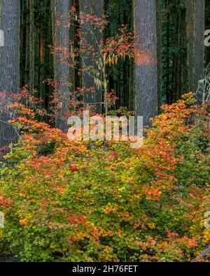 Vine Maple, Acer Circunatum, Umpqua National Forest, Douglas County, Oregon Stock Photo