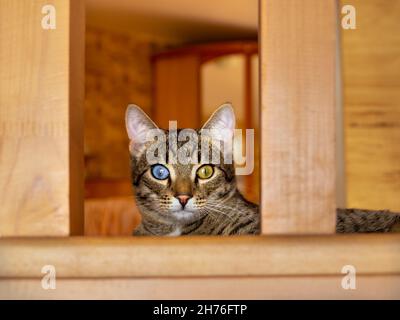 portrait of a domestic tabby cat with multi-colored yellow-blue eyes that lies between the balusters and looks at the viewer, into the camera Stock Photo