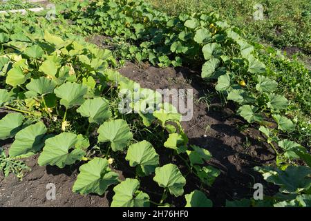 Scourge of pumpkin sprawled on the ground in a vegetable garden on a summer sunny day. Stock Photo