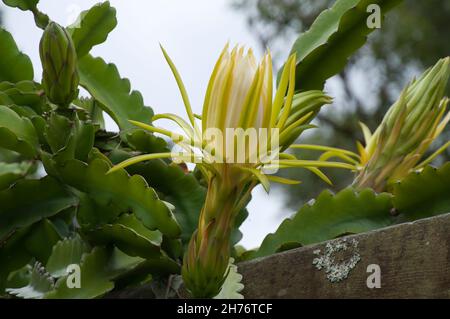 Sydney Australia, opening flower bud of a selenicereus undatus an epiphyllum climbing cactus Stock Photo