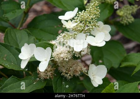 Sydney Australia, white flowers and buds of a hydrangea macrophylla Stock Photo