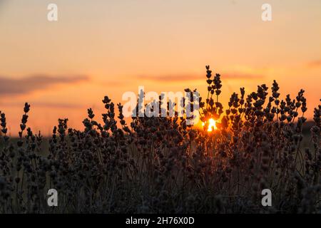 ALPES-MARITIMES (06), REGIONAL NATURAL PARK OF PREALPES D'AZUR, CAUSSOLS, PLATEAU DE CALERN, Stock Photo