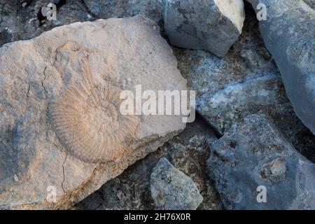 ALPES-MARITIMES (06), REGIONAL NATURAL PARK OF PREALPES D'AZUR, CAUSSOLS, PLATEAU DE CALERN, Stock Photo