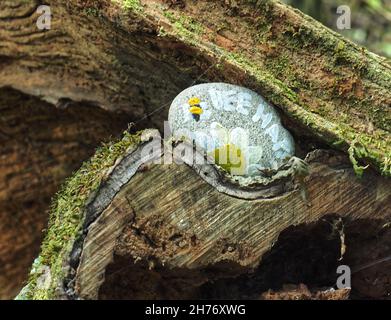A painted rock placed in a tree trunk. Stock Photo