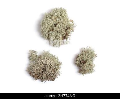 Dried multiple-branched tuft Lichen. Isolated on white background Stock Photo