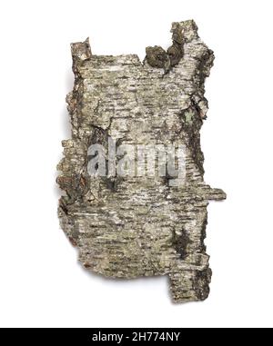 The front sides of a piece of aspen bark. Isolated on white background Stock Photo