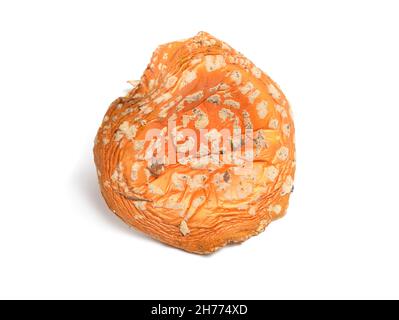 Dried Amanita muscaria, commonly known as the fly agaric or fly amanita. Isolated on white background Stock Photo