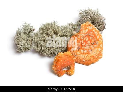 Dried Amanita muscaria, commonly known as the fly agaric or fly amanita. Isolated on white background Stock Photo
