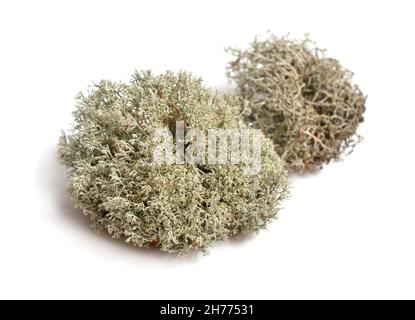 Dried multiple-branched tuft Lichen. Isolated on white background Stock Photo