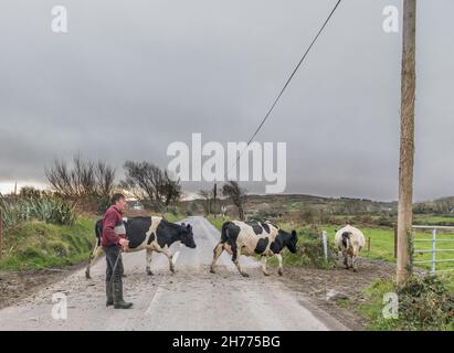 Goleen, Cork, Ireland. 20th November, 2021. Farmer Kieran O'Sullivan from Dunmanus guides some of his 150 Friesan herd crossing the road to the dairy for evening milking at Goleen, Co. Cork, Ireland. - Picture; David Creedon / Alamy Live News Stock Photo