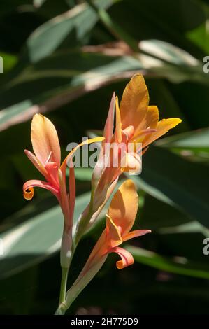 Sydney Australia, close-up of a pink and apricot coloured flowers of a tall variegated leaf stuttgart canna lily Stock Photo