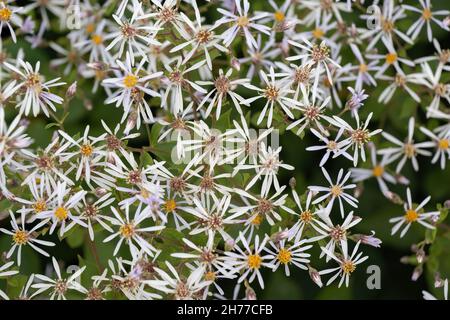 White wood aster Eurybia divaricata (Aster divaricatus) flowers, herbaceous perennial plant in the family: Asteraceae, native range: Eastern North Ame Stock Photo