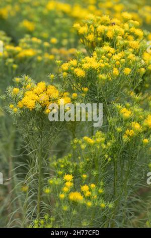 Goldilocks aster Galatella linosyris yellow flowers, perennial plant in the family Asteraceae, region: Eastern, Central and Southern Europe. Stock Photo