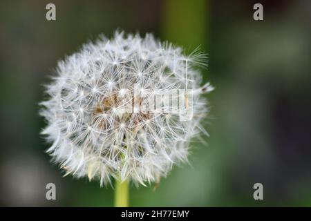 A single dandelion fully seeded head with the background of dried grass Stock Photo