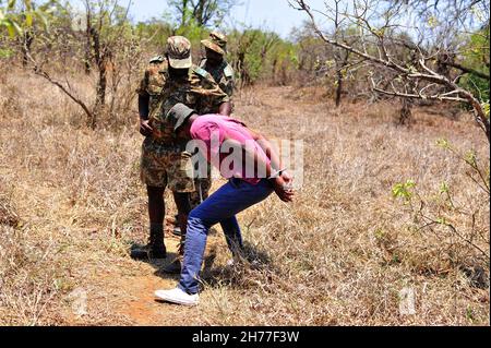 Rangers simulate a confrontation with poachers near Punda Maria in the Kruger National Park. Rangers in the northern section of the park removed more Stock Photo