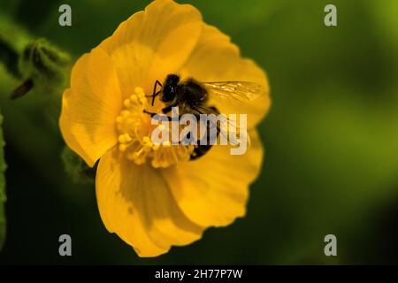 A closeup of a bee pollinating on the blossomed yellow buttercup flower Stock Photo