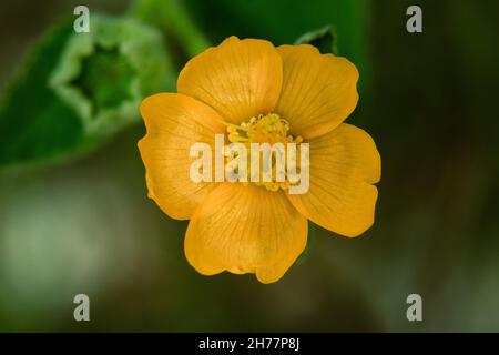 A closeup of the blossomed yellow buttercup flower Stock Photo