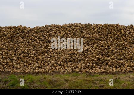 Large pile of harvested sugar beets on the roadside Stock Photo