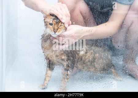 Funny wet cat washing at shower cabin. Bathing or showering to bengal breed Cat. Pet hygiene concept. Stock Photo