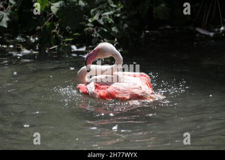 Flamingo splattering water Stock Photo