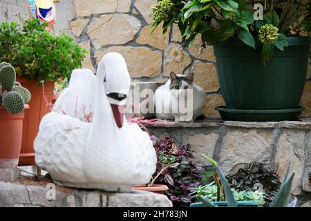 Cat and scuplture of swan in a garden of Varos in Split (Dalmatia, Croatia) Stock Photo