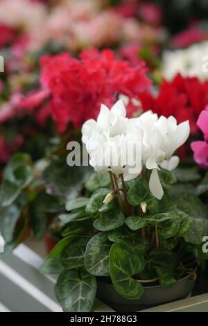 Cyclamen  pink with white  in a pot in garden nursery. Flower greenhouse and the blossoming cyclamen in the foreground it is vertically.  Primulaceae Stock Photo